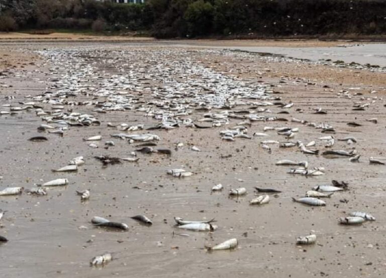 Centenares de sardinas muertas en una playa de Ares