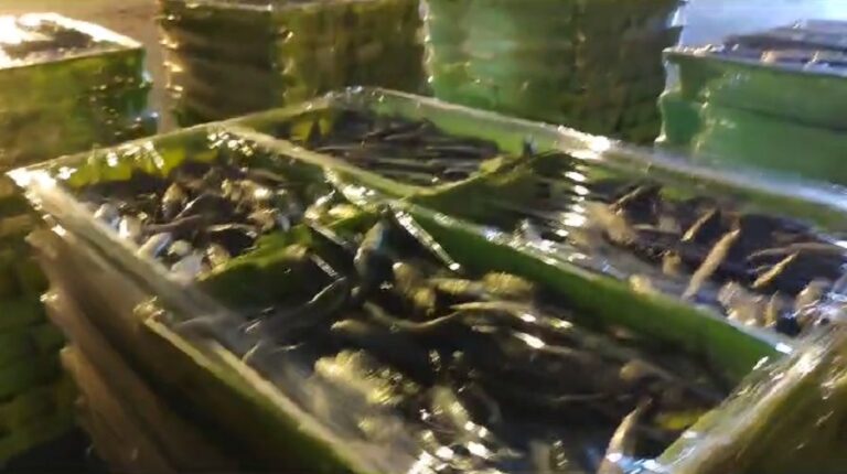 Incautan más de 13.000 kilos de sardina en Corcubión